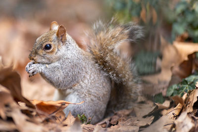 Close-up of squirrel