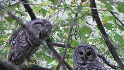 Low angle view of monkey on tree in forest