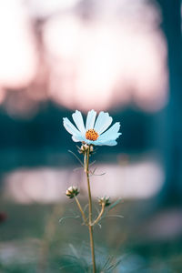 Close-up of flowering plant