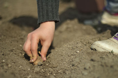 Low section of child sowing seed in soil