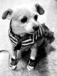 High angle portrait of dog sitting outdoors