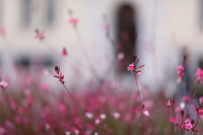 Close-up of pink flowering plants