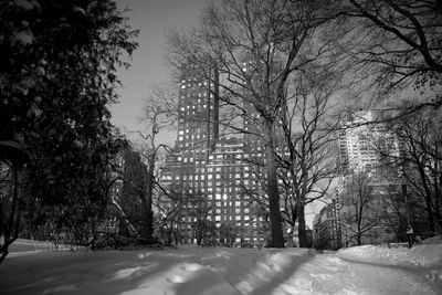 Trees against sky during winter