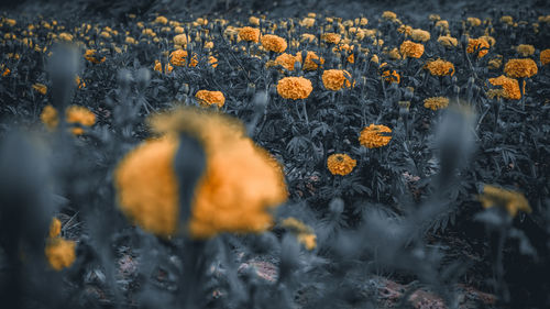 Close-up of yellow flowering plants on field