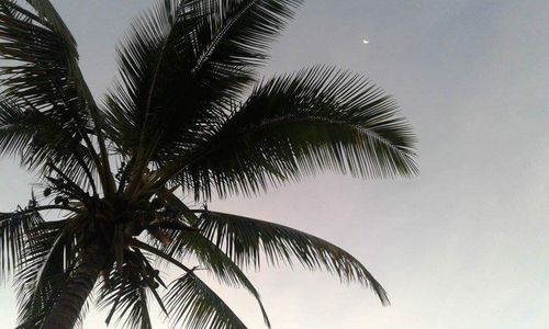 Low angle view of palm tree against sky