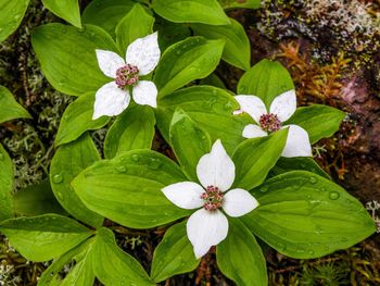 Close-up of white flowering plant