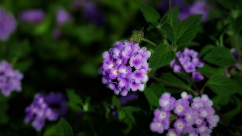 Close-up of purple flowers blooming outdoors