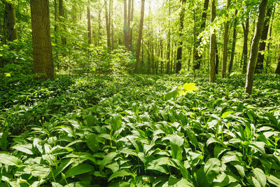 Plants and trees in forest