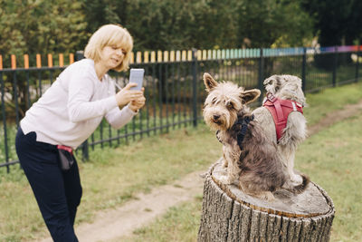 Mature woman photographing schnauzer dogs sitting on tree stump in park