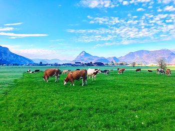 Horses on grassy field against sky