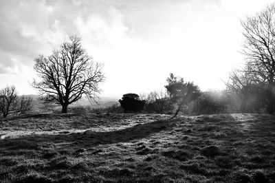 Bare trees on field against sky