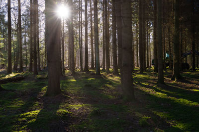 Sunlight streaming through trees in forest