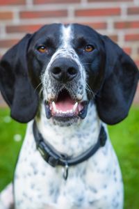 Close-up portrait of black dog