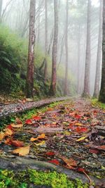 Trees in forest