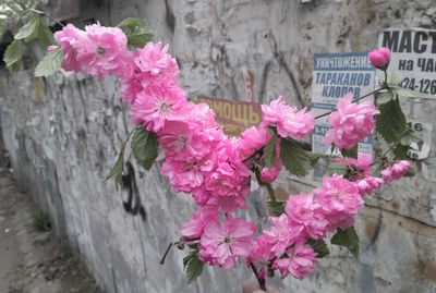 Close-up of pink flowers blooming on tree