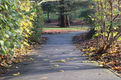 Dirt road amidst trees