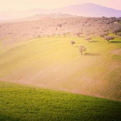 Scenic view of grassy field