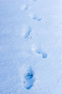 Close-up of birds on snow field