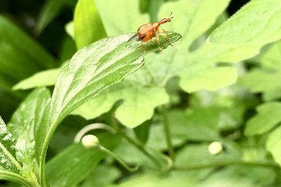 Close-up of insect on leaf