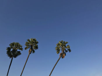 Low angle view of coconut palm tree against clear blue sky