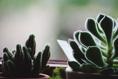 Close-up of succulent plant