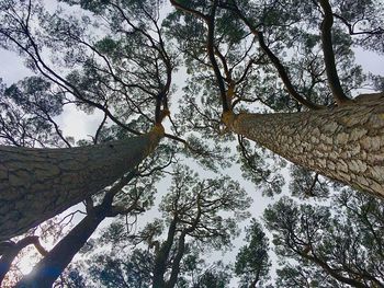 Low angle view of trees in forest against sky