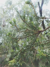 Close-up of pine tree branch in forest