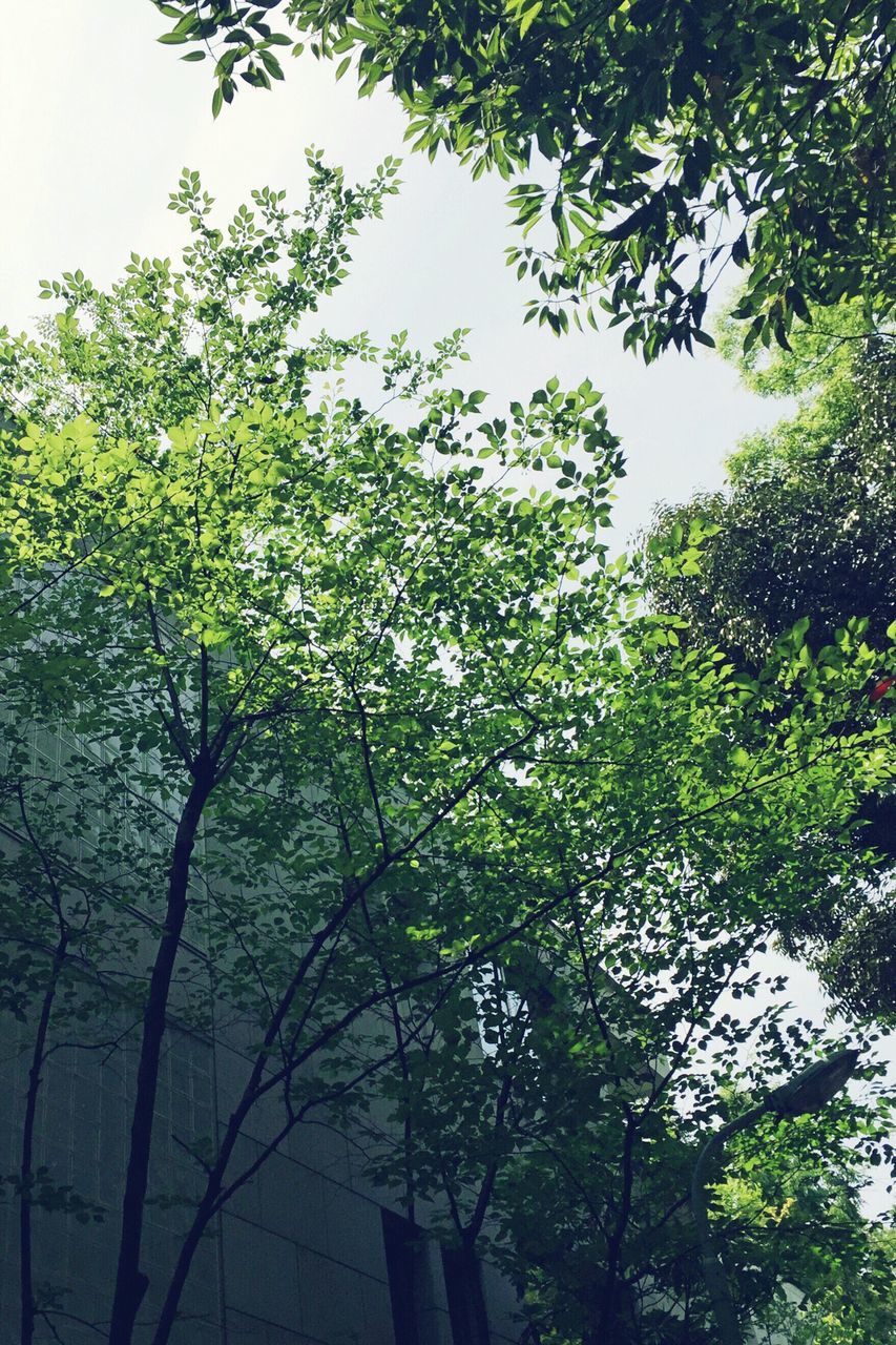 tree, low angle view, growth, branch, nature, green color, leaf, beauty in nature, tranquility, clear sky, sky, lush foliage, day, outdoors, no people, green, tree trunk, scenics, tranquil scene, forest