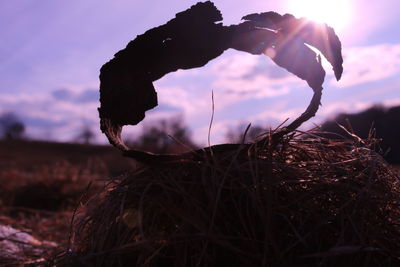 Close-up of lizard against sky during sunset