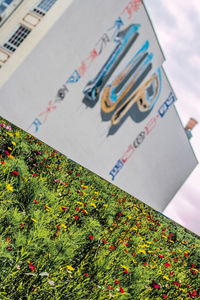 High angle view of various flowers on wall