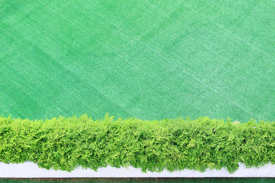 High angle view of plants growing on land