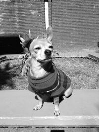 Portrait of dog looking at camera