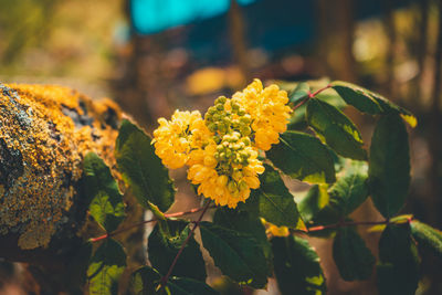 Close-up of yellow flowering plant