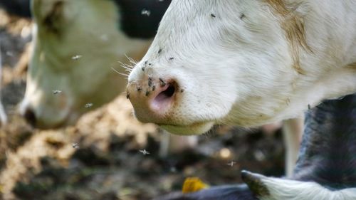 Flies on cow nose