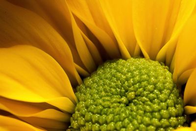 Full frame shot of yellow flower