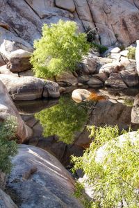 Plants and trees growing on rock