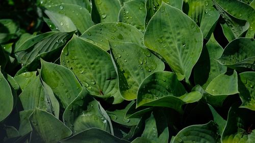 Close-up of raindrops on leaves