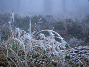 Close-up of frozen plants on land