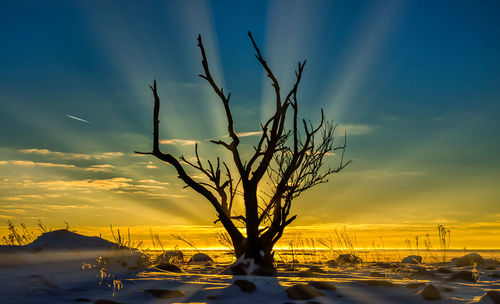 Bare trees on landscape against sky during sunset