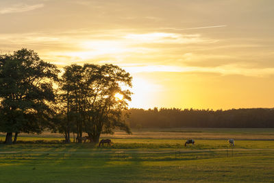 Scenic view of field against orange sky