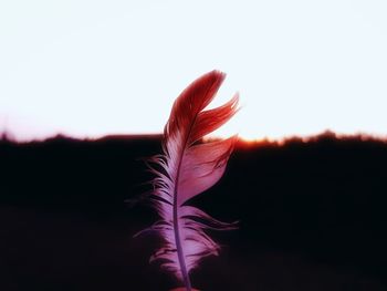 Close-up of red flowering plant against clear sky