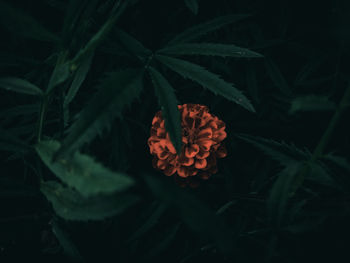 High angle view of orange flowering plant