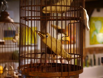 Close-up of bird in cage