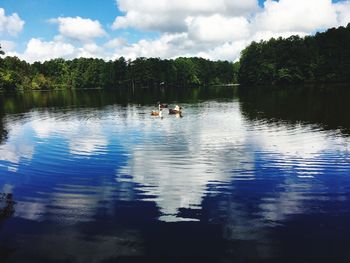 Ducks swimming in lake against sky