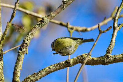 Low angle view of bird perching on branch against sky