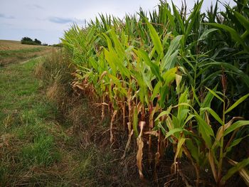 Crops growing on field against sky