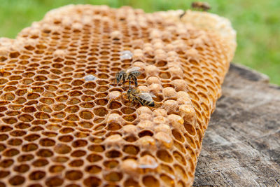 High angle view of bees on honeycomb