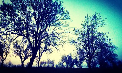 Low angle view of silhouette trees against clear sky