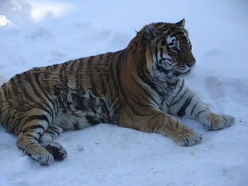 Tiger resting on snow covered field