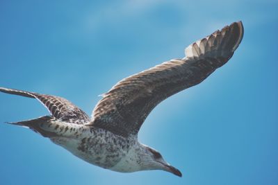 Low angle view of seagull flying against clear blue sky